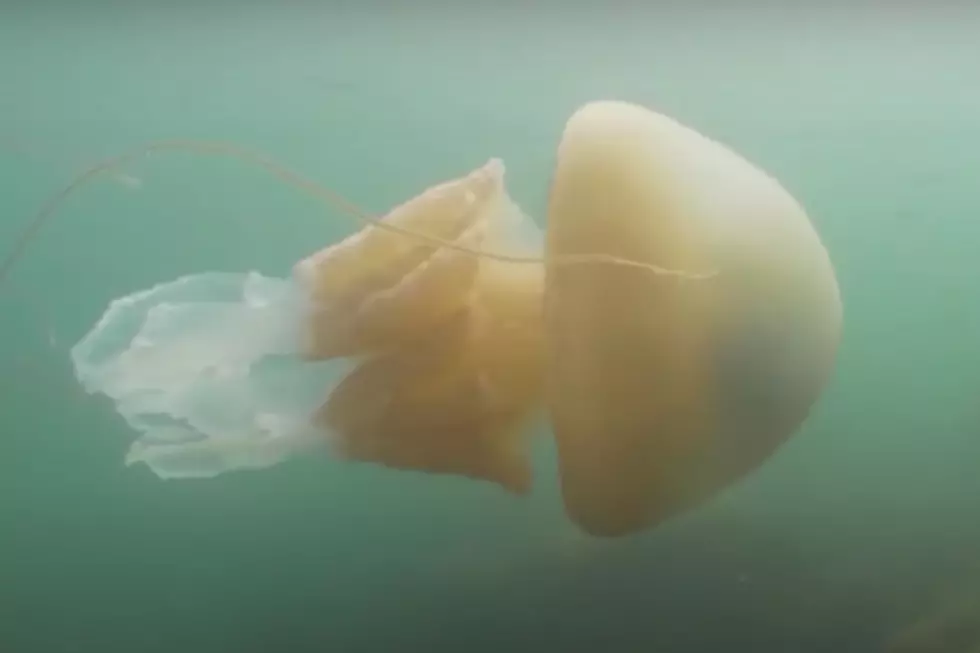 EYOO!!  Wicked Huge Jellyfish Washed Up on Nahant Beach