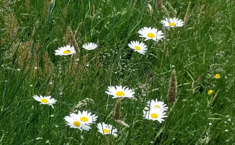 NH Daisies Are Ready To Be Picked, Use Them Wisely