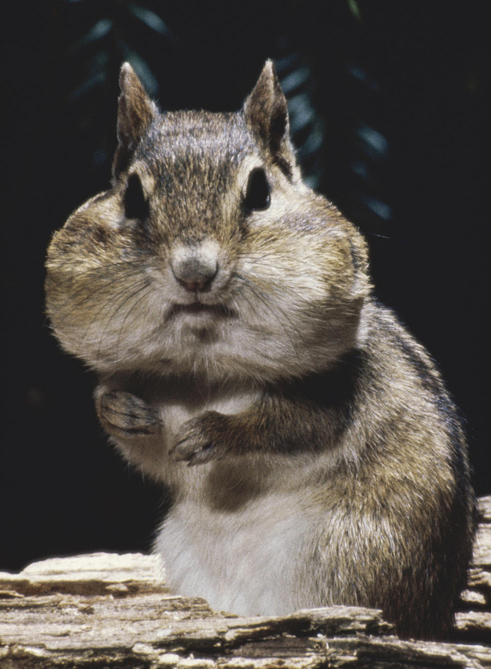 HEY NH!  What's Up With All The Chipmunks This Year?
