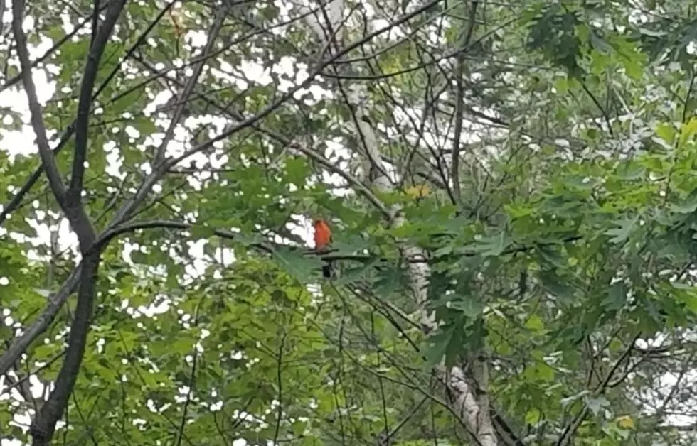 Strange NH Bird Sightings Continue