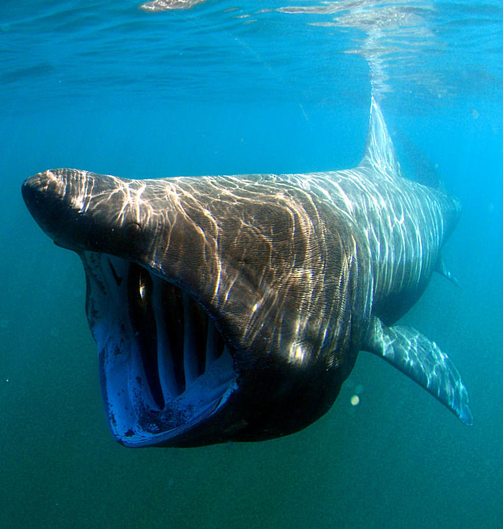 This Huge Shark Seen Off Hampton Beach Won't Eat You