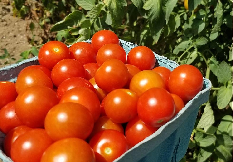 Helpful Tropical Storm Tip For First Time NH Tomato Growers
