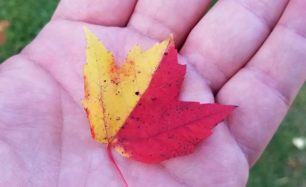 NH&#8217;s 5 Signs That Fall Is Coming Soon