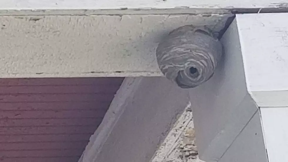 NH Wasp Nest Tackled in 3 Easy Steps