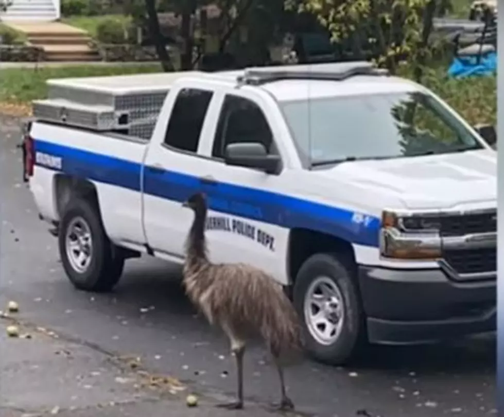 Did You See Kermit The Emu Running Around Haverhill?