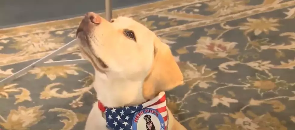 Hero Pups of Exeter Getting Federal Funds to Help Veterans