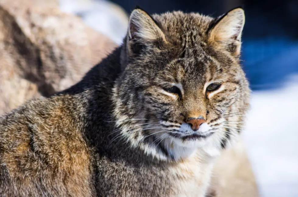 Two Baby Bobcats Spotted Off Route 1 in Portsmouth