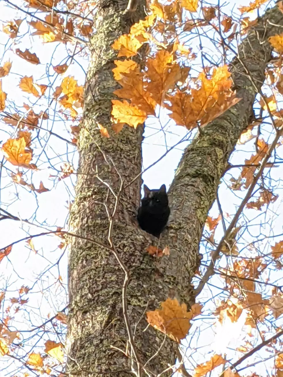 Barrington Cat Rescued From Tree By Helpful Arborist