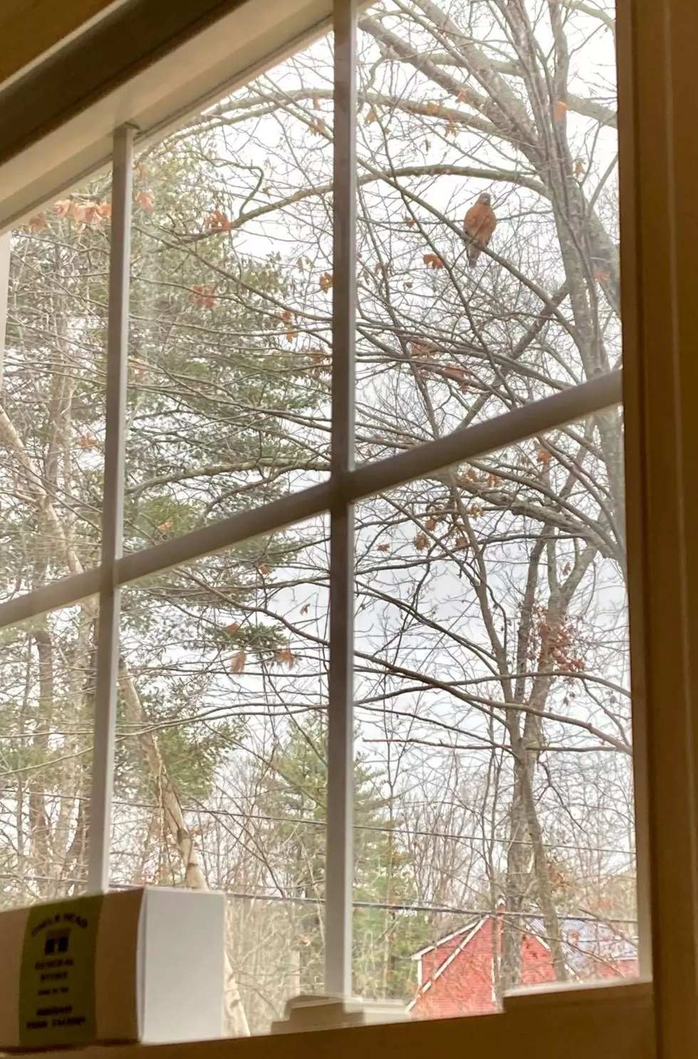 This NH Angry Bird is Mad at Us for Cutting His Tree Down&#8230; And I Don&#8217;t Blame Him