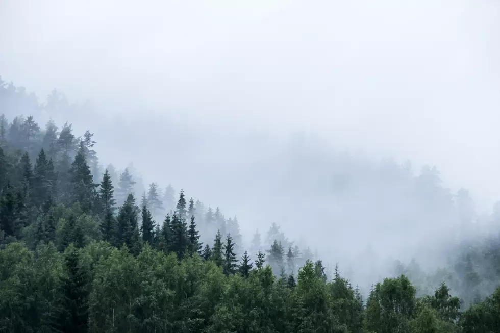 NH Kids Can Get a Christmas Tree for Free from the White Mountain National Forest