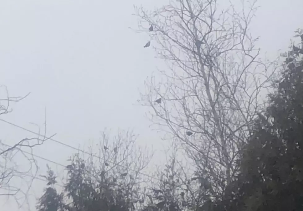 Rare Canadian Bird Loves NH Seacoast Birch Trees