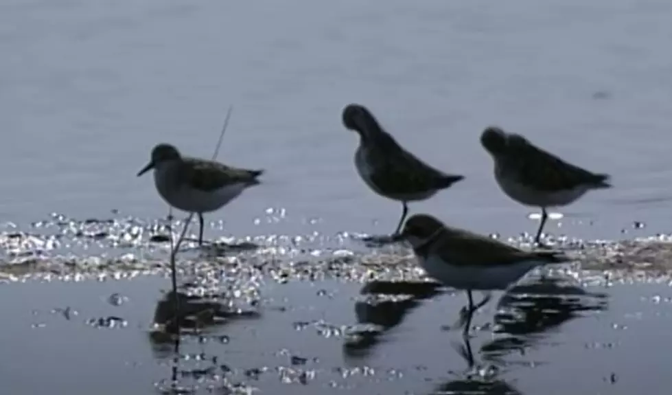 Why Plum Island Beach Closes in April for the Piping Plovers