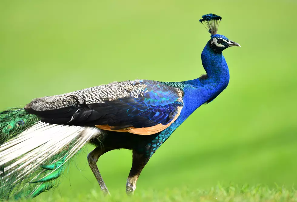Northwood NH Peacock Continues To Evade Public In Daring Escape