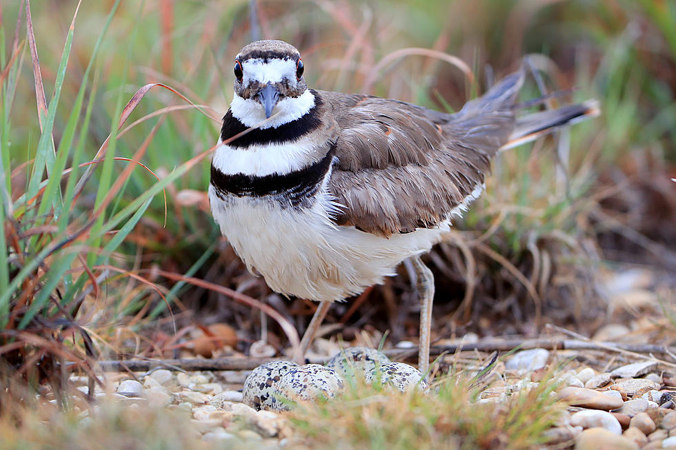 This NH Bird’s Entertaining Broken Wing Act Is For Survival