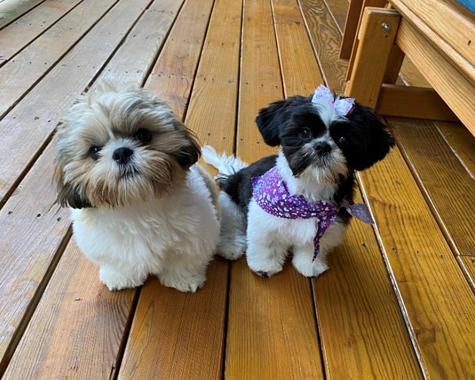 Adorable South Berwick Shih Tzus Make ‘Pet Of The Month’ History