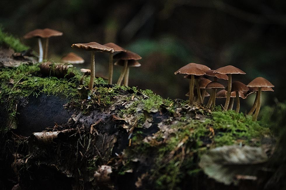 Why Are There So Many Slimy Gross Mushrooms Right Now in New Hampshire?