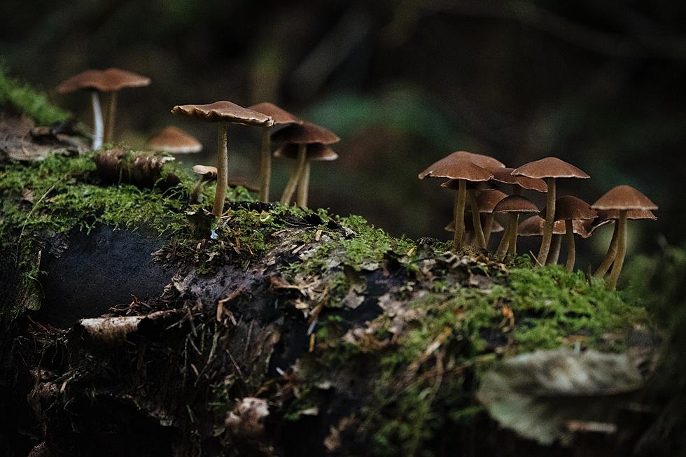 Why Are There So Many Slimy Gross Mushrooms Right Now in NH?