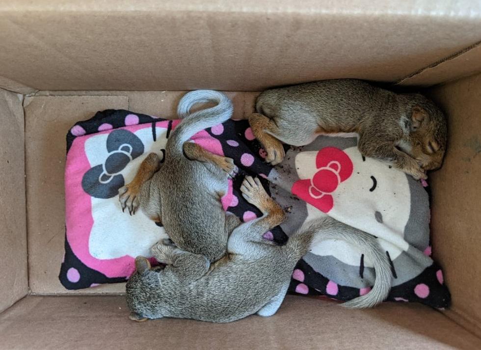 Rochester NH Baby Squirrel Crisis Ends Both Safely And Happily