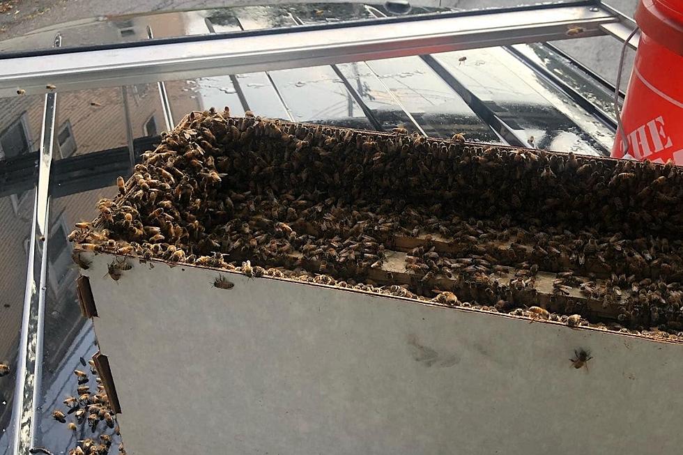 This Shockingly Massive Bee Swarm Covering a NH Tree Was Safely Removed