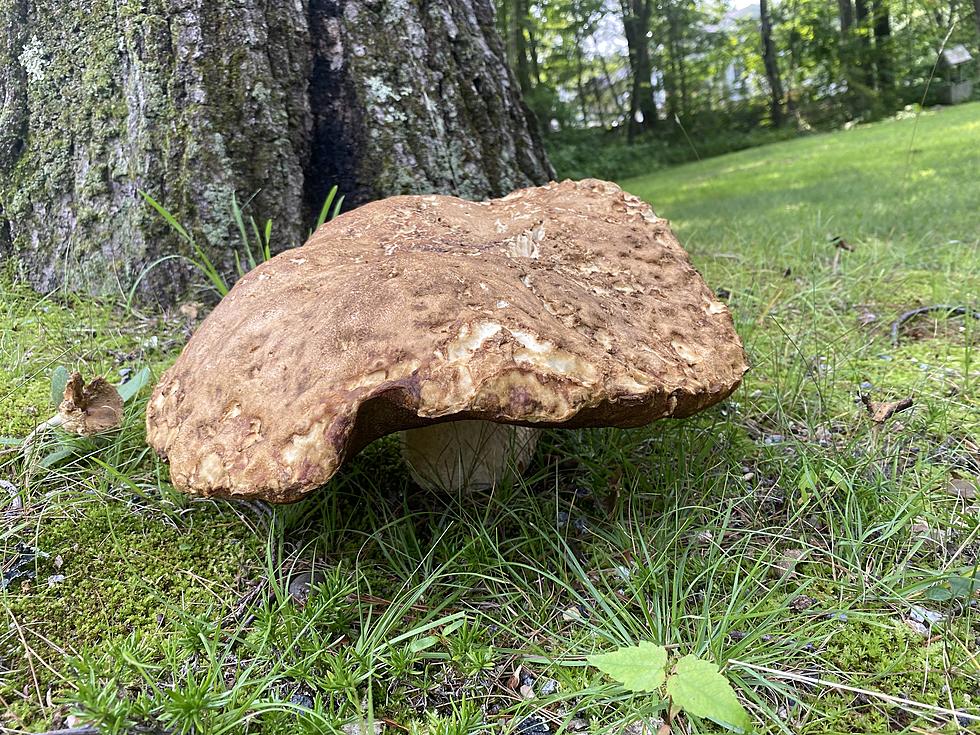Think You Have a Bigger Mushroom Than This New Hampshire Monster?