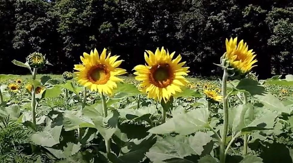 Did You Miss The Sunflower Festival in Lee New Hampshire?  You Missed a Beautiful Day