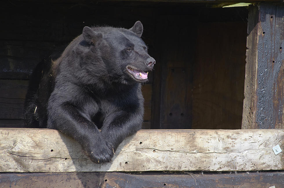 Cool Retro Footage Of Lincoln NH Legend &#8216;The Wolfman&#8217; At Clark&#8217;s Bears From the &#8217;90s