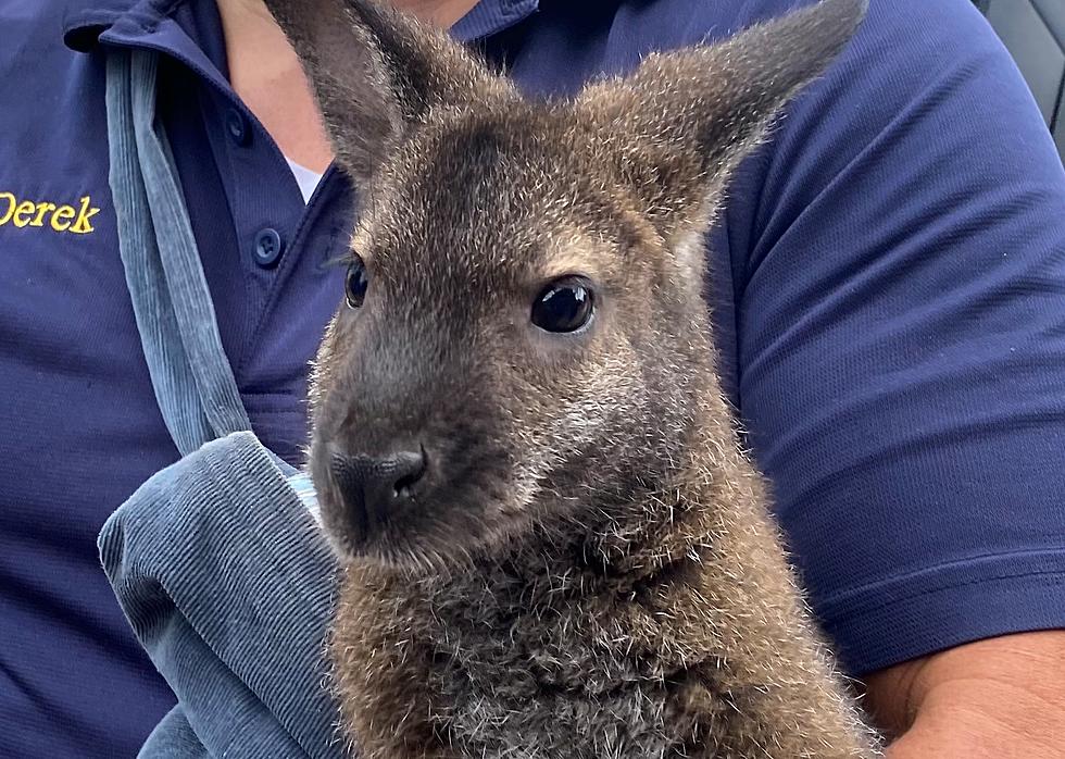 Did You Miss Seeing The Cutest Baby Kangaroo in Dover, New Hampshire This Weekend?