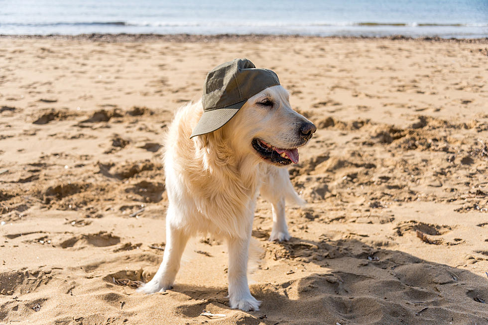 Off-Leash Beaches for Off-Season, Furry Friend Fun in Maine, New Hampshire, and Massachusetts