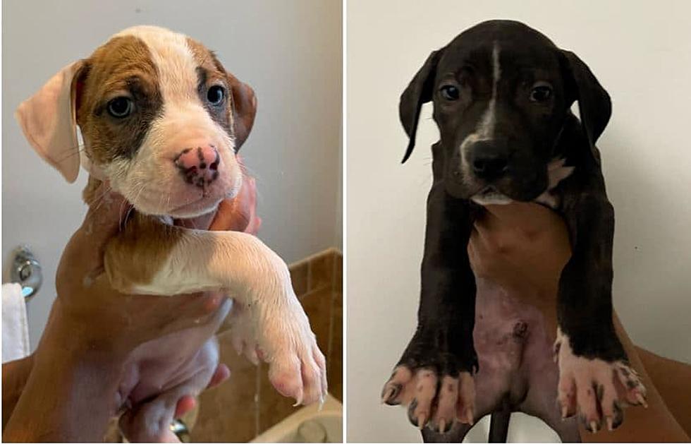 Have You Seen Us?  We’re the Puppies Stolen in an Armed Robbery In Massachusetts