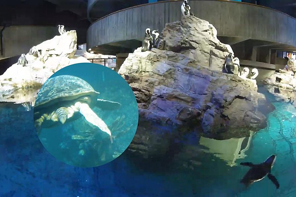 Watch the New England Aquarium Live Streams to De-Stress
