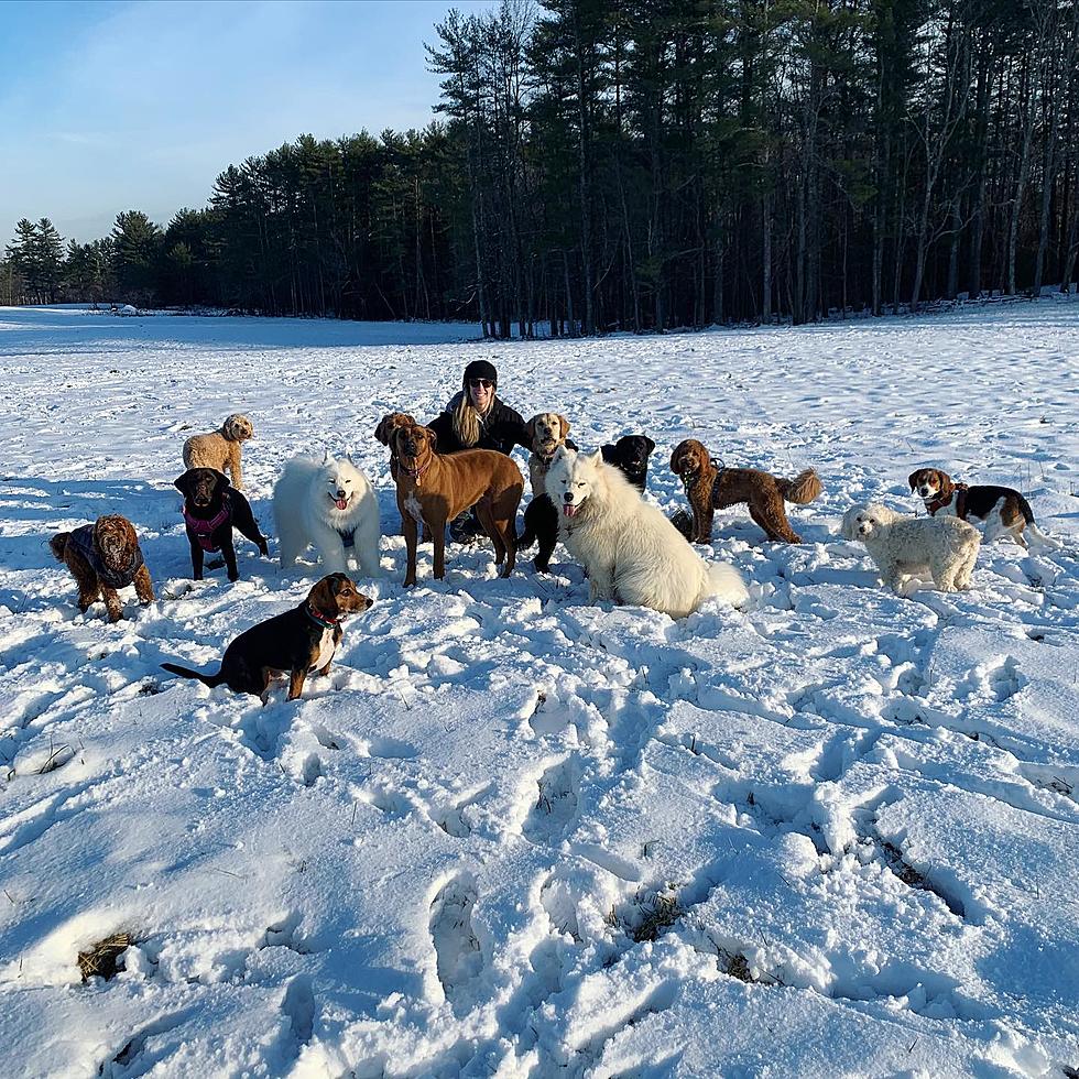 Doggie Heaven: Three Hour Off-Leash Outdoor Adventure in New Hampshire