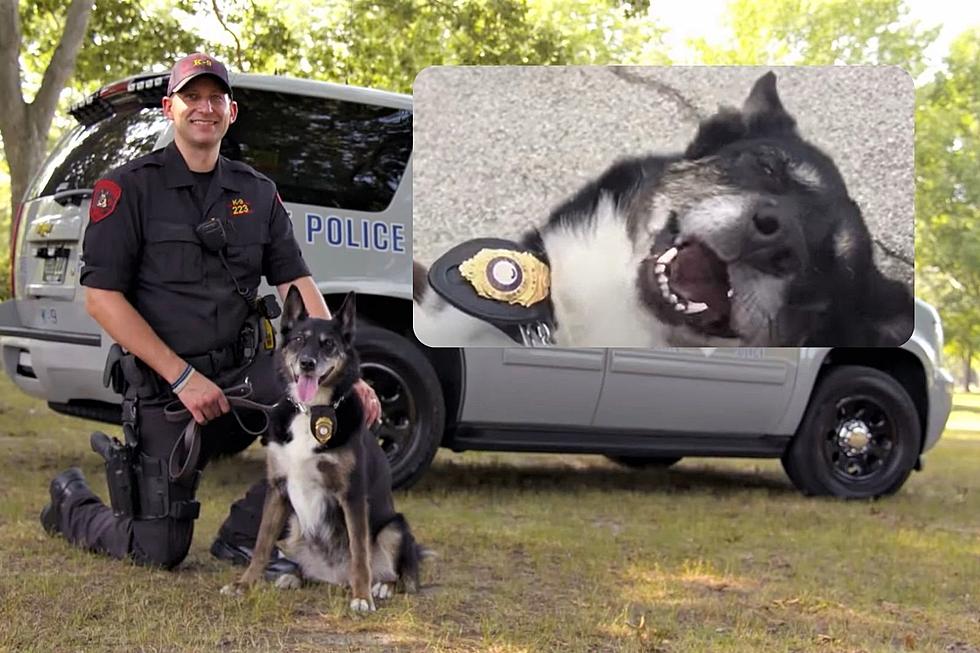 On Netflix: New England Rescue Dog Almost Put Down Adopted by Police and Then Saves a Boy’s Life