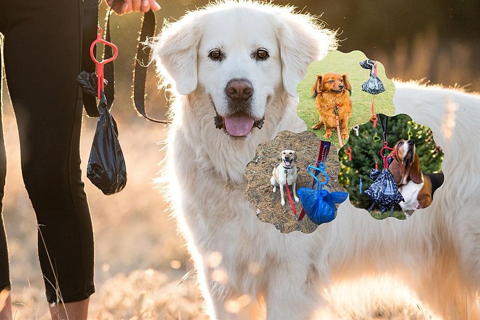 Mainer's New Invention Changing the Smelly Part of Our Dog Walks