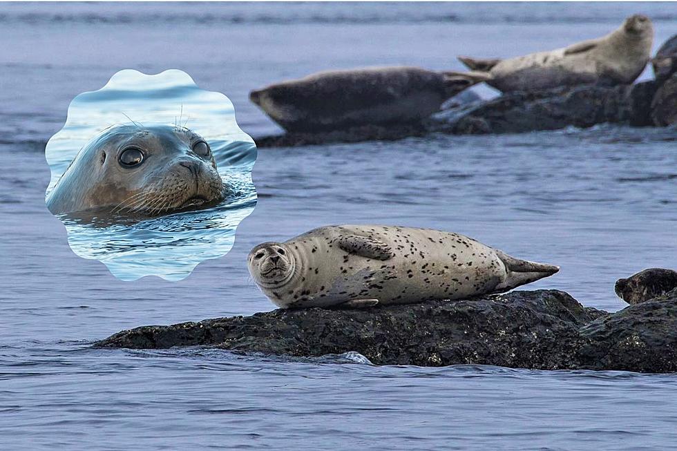 You Can Go on a Free Guided Seal Walk Along the Seacoast in Massachusetts