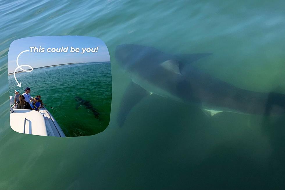Feed Your Shark Fascination With Tours Off Cape Cod