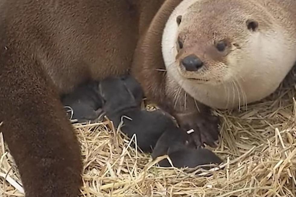 Video of Newborn Otters at Zoo New England in Massachusetts