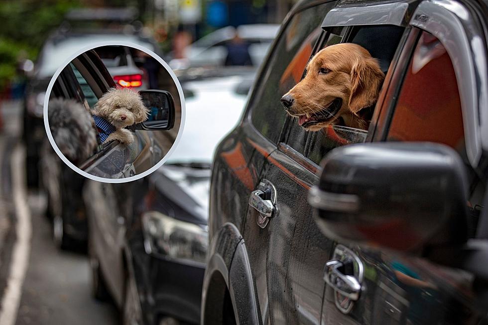 Heads Up: New England Police Can Write You Certain Tickets Because of Your Dog in the Car