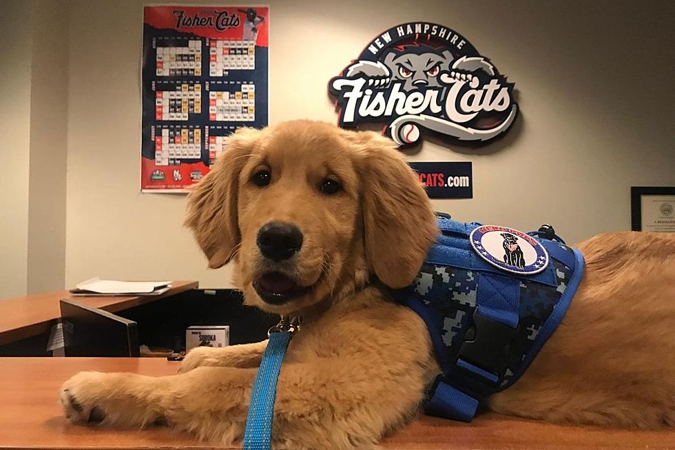 Bat Puppy Benny, a Rescue, Now With the New Hampshire Fisher Cats