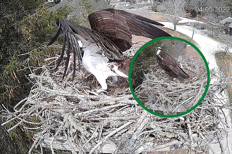 Cool Live Cam: Majestic Mom and Dad Osprey Guard Their Nest on Cape Cod