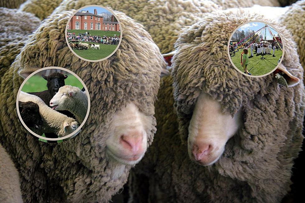 The 35th Annual Sheep Shearing Festival in Massachusetts is Back