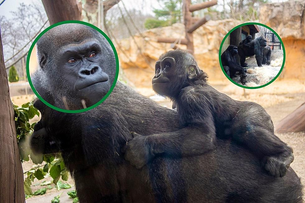 Video: Endangered Gorillas Now Part of Zoo New England Boston 