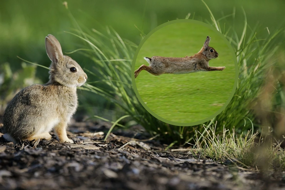 If You See a Bunny in New Hampshire, Here’s Why You Should Snap a Photo
