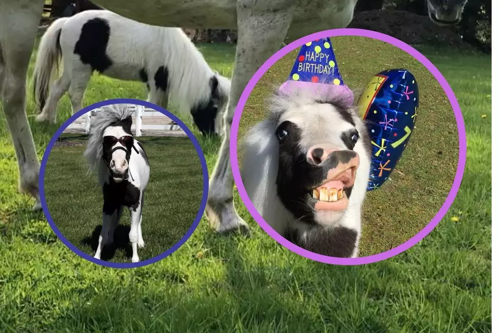 Video: World&#8217;s Smallest Horse Living in New Hampshire Celebrates His Birthday