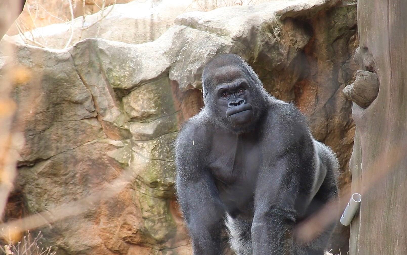 Pillow of Lowland gorilla adult male silverback in zoo, USA