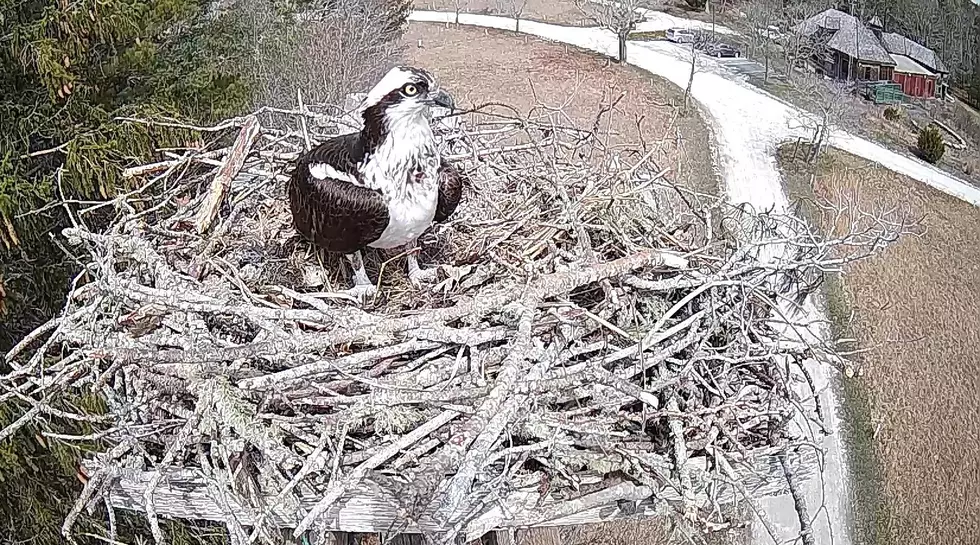 Friends of Mashpee National Wildlife Refugee Live Cam