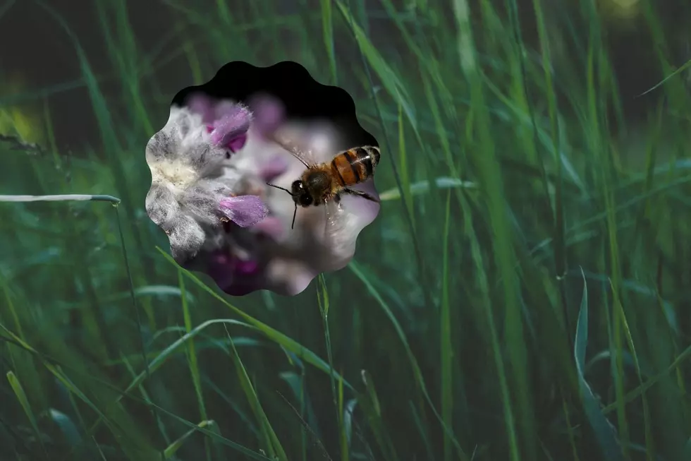 BEE-autiful 'No Mow May' for New England Just Around the Corner