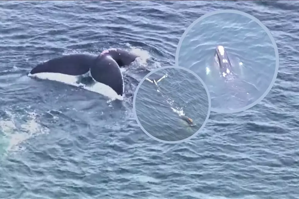 Stunning Video of a Rare Whale Spotted Off the New Hampshire Coast