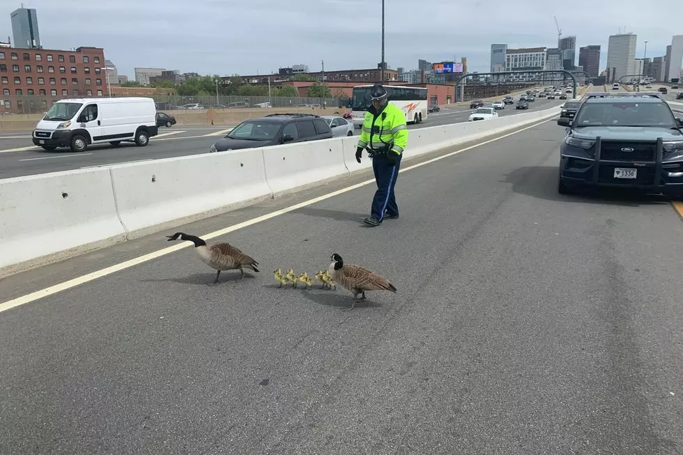 Make Way for the Geese Family Trying to Cross I-93 in Boston