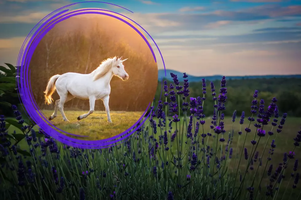 Magical Unicorn Festival SummitWynds Lavender Farm Massachusetts