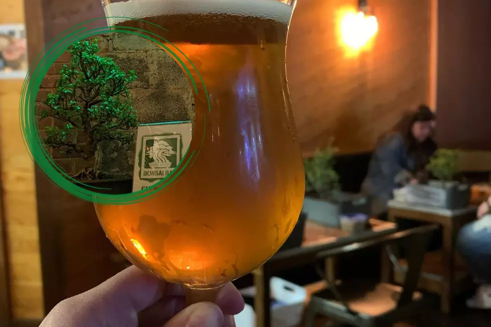 Grab Your Friends for Beer and Bonsai Trees at New England Bars